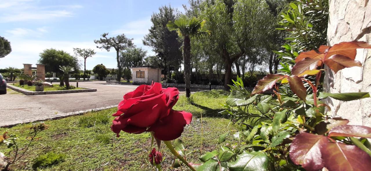 Masseria San Nicola B&B トッレ・サンタ・スザンナ エクステリア 写真